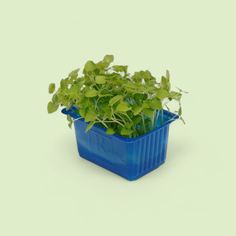 Atsina Cress Barquette