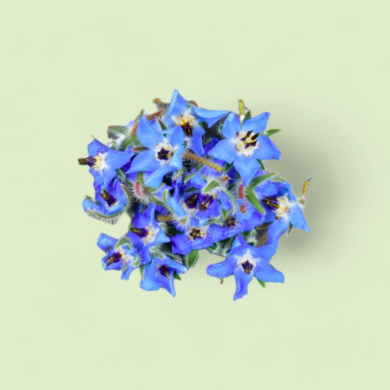 CHAMPERCHE Bourrache - 100% Local