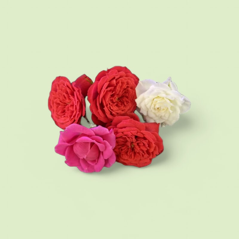 CHAMPERCHE - Rose (mini) - 100% Local