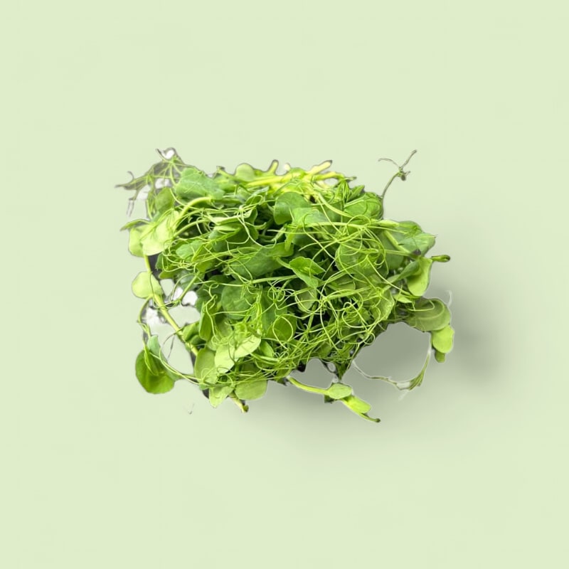 CHAMPERCHE Pois Micropousses - 100% Local