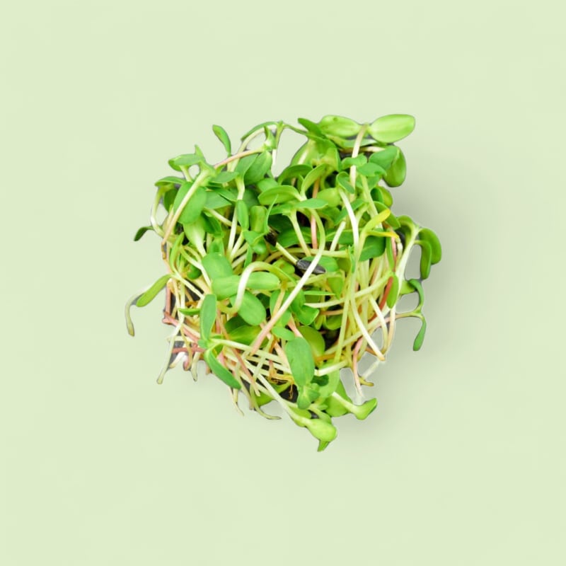 CHAMPERCHE Tournesol Micropousses - 100% Local