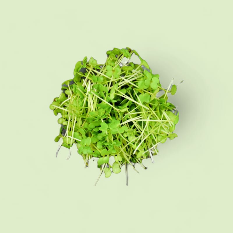 CHAMPERCHE Wasabi Micropousses - 100% Local