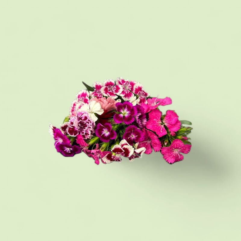 CHAMPERCHE Oeillet Dianthus - 100% Local