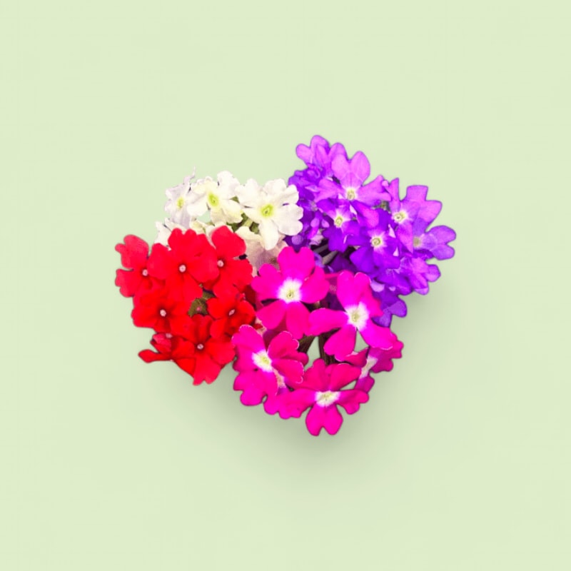 CHAMPERCHE Verveine - 100% Local