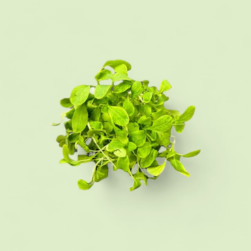 CHAMPERCHE Jeunes Pousses de Pak Choï - 100% Local