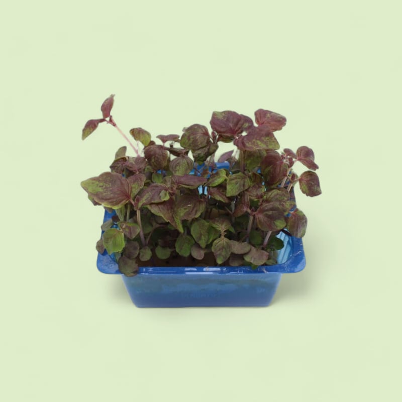 Shiso Rouge Petites Feuilles Barquette