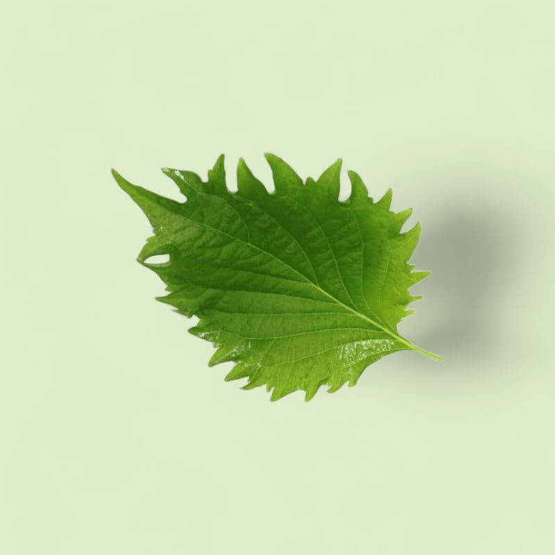 Shiso Vert Grandes Feuilles Barquette