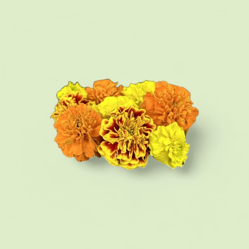 CHAMPERCHE Tagète - 100% Local