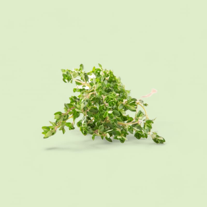 Thym Citron Botte