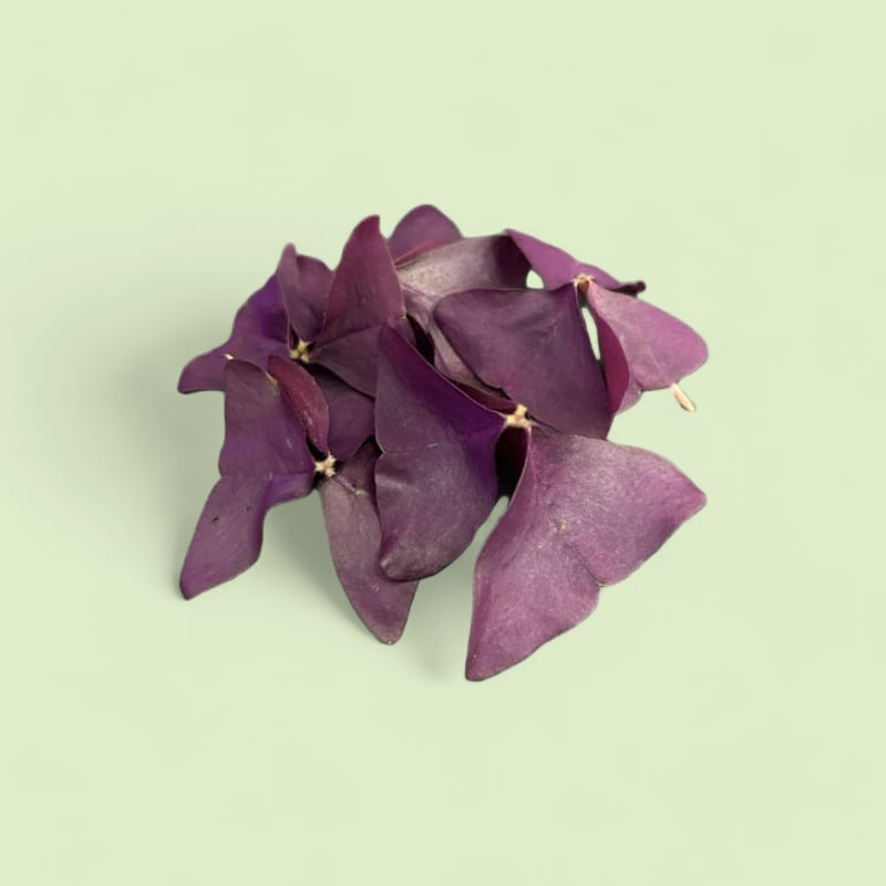 CHAMPERCHE Feuilles de Grande Oxalis - 100% Local
