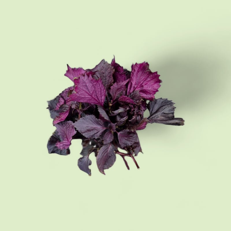 CHAMPERCHE Feuilles de Shiso Pourpre - 100% Local