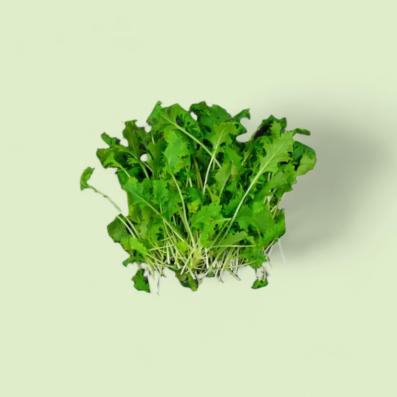 CHAMPERCHE Jeunes Pousses de Mizuna Vert - 100% Local