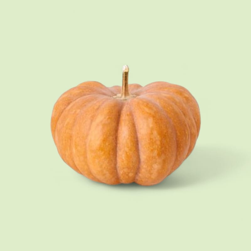 Citrouille géante décorative