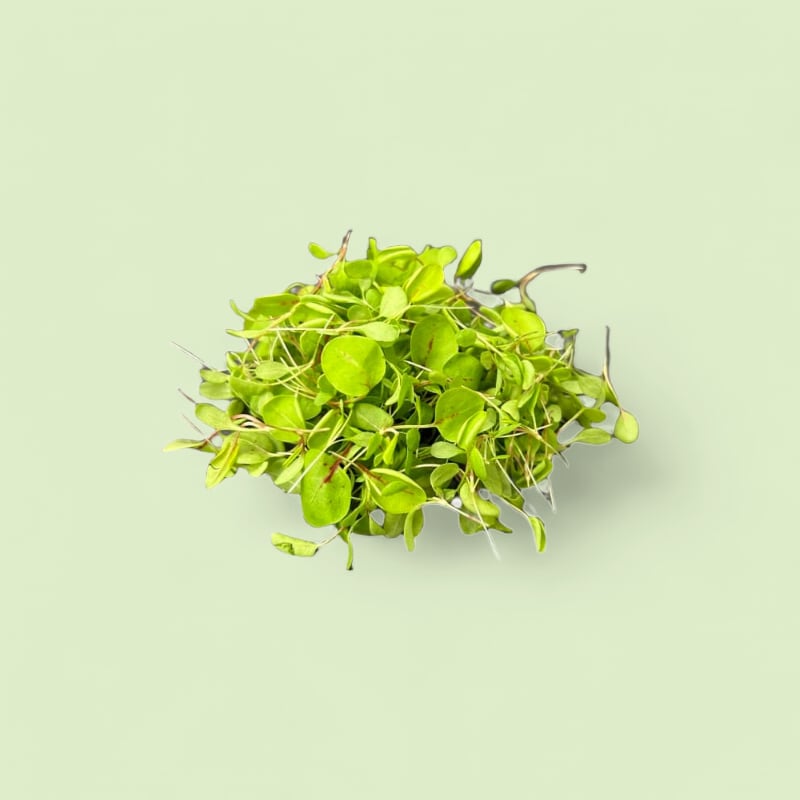 CHAMPERCHE Oseille sanguine Micropousses - 100% Local