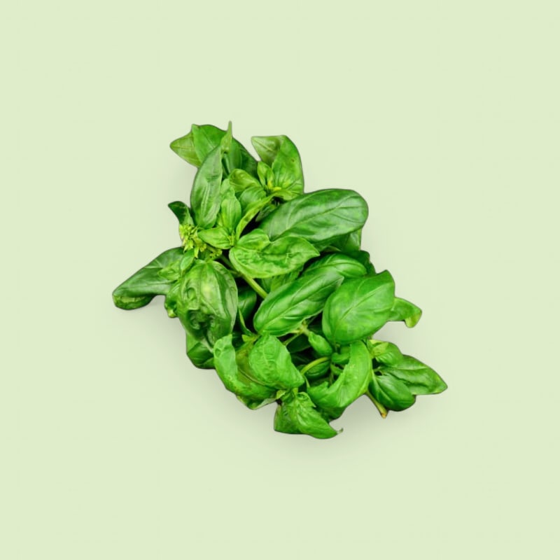 CHAMPERCHE Basilic Grand Vert - 100% Local