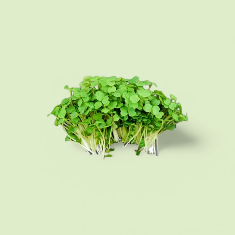 CHAMPERCHE Roquette Micropousse - 100% Local