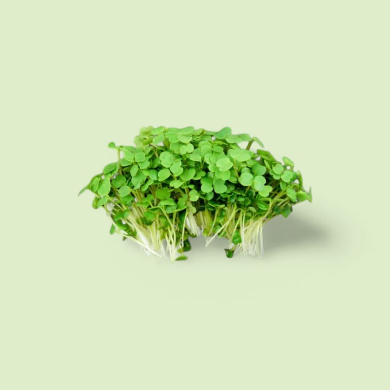 CHAMPERCHE Roquette Micropousse - 100% Local