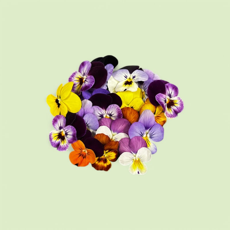 CHAMPERCHE Pensée - 100% Local