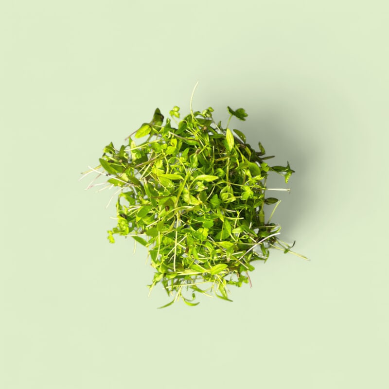 CHAMPERCHE Persil Micropousses - 100% Local