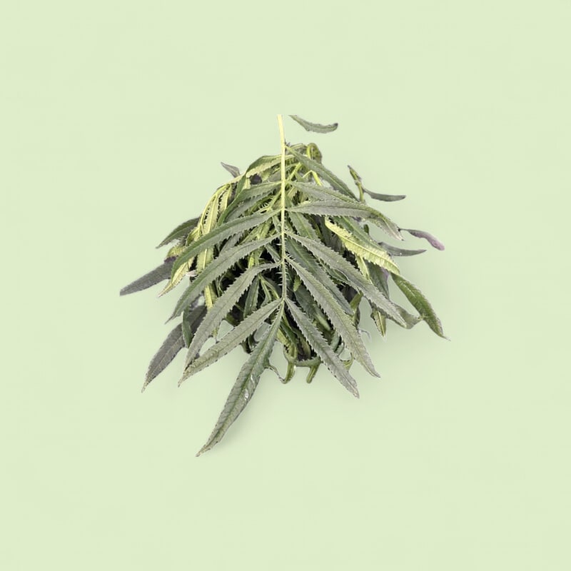 CHAMPERCHE Feuilles de Tagète Passion - 100% Local