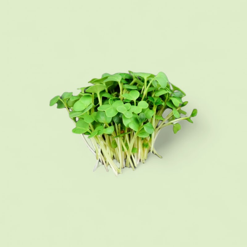 CHAMPERCHE Radis noir Micropousses - 100% Local