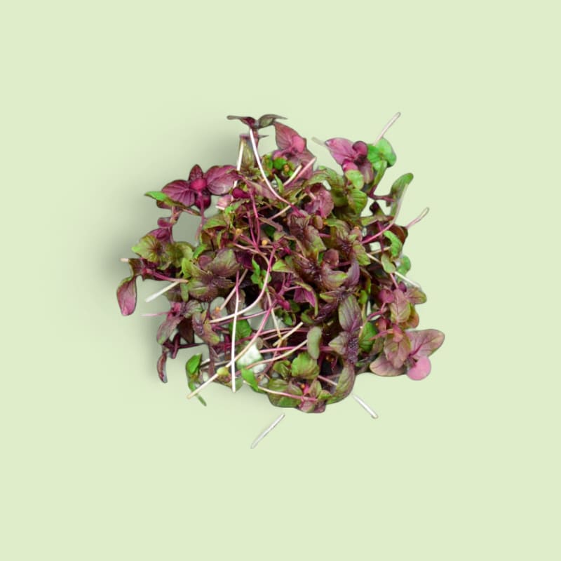 CHAMPERCHE Shiso pourpre Micropousses - 100% Local