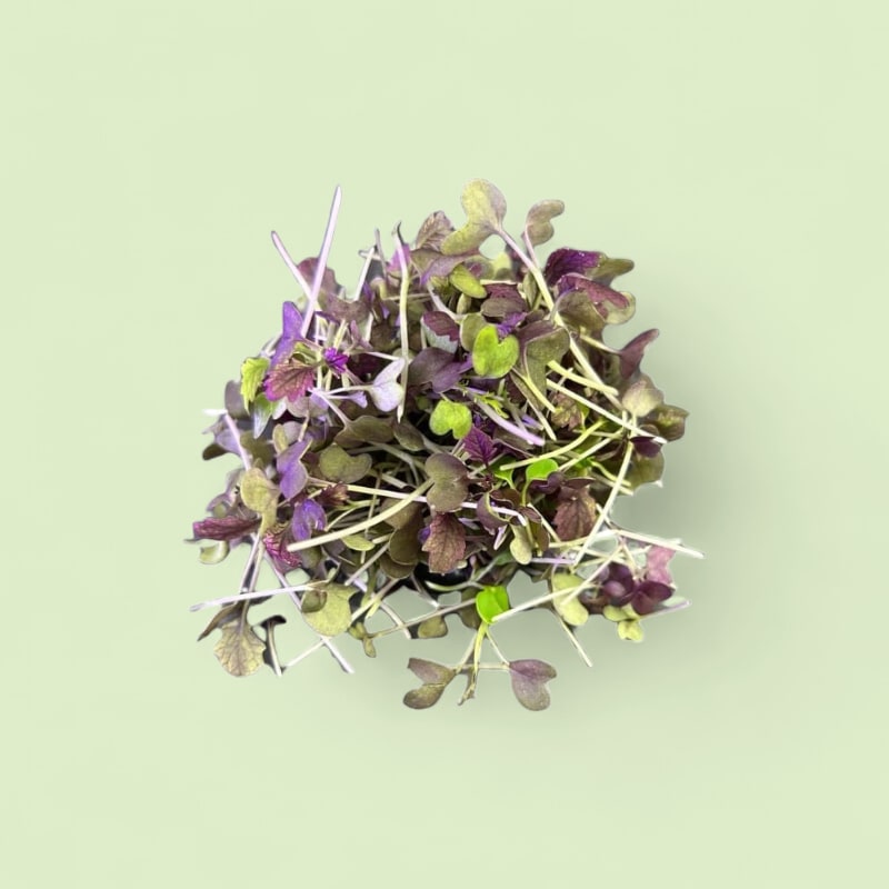 CHAMPERCHE Jeunes Pousses Mix - 100% Local