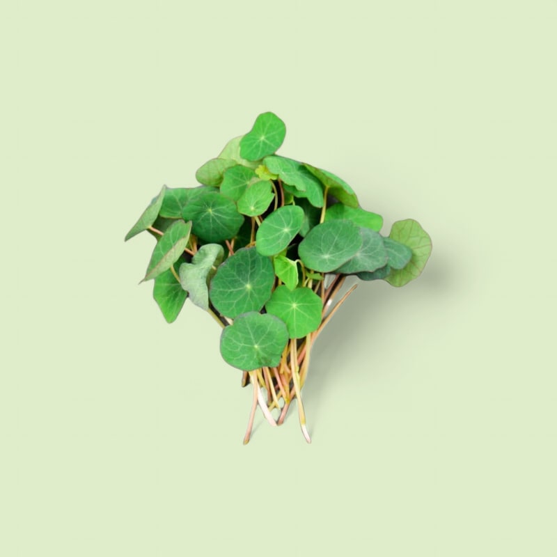 CHAMPERCHE Capucine Micropousses - 100% Local