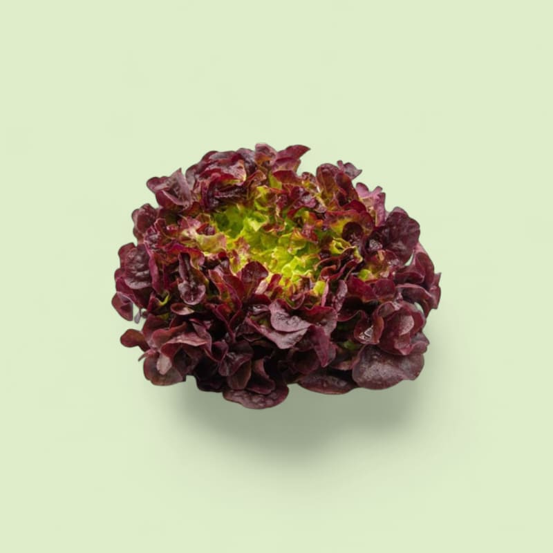 Feuille de chêne rouge