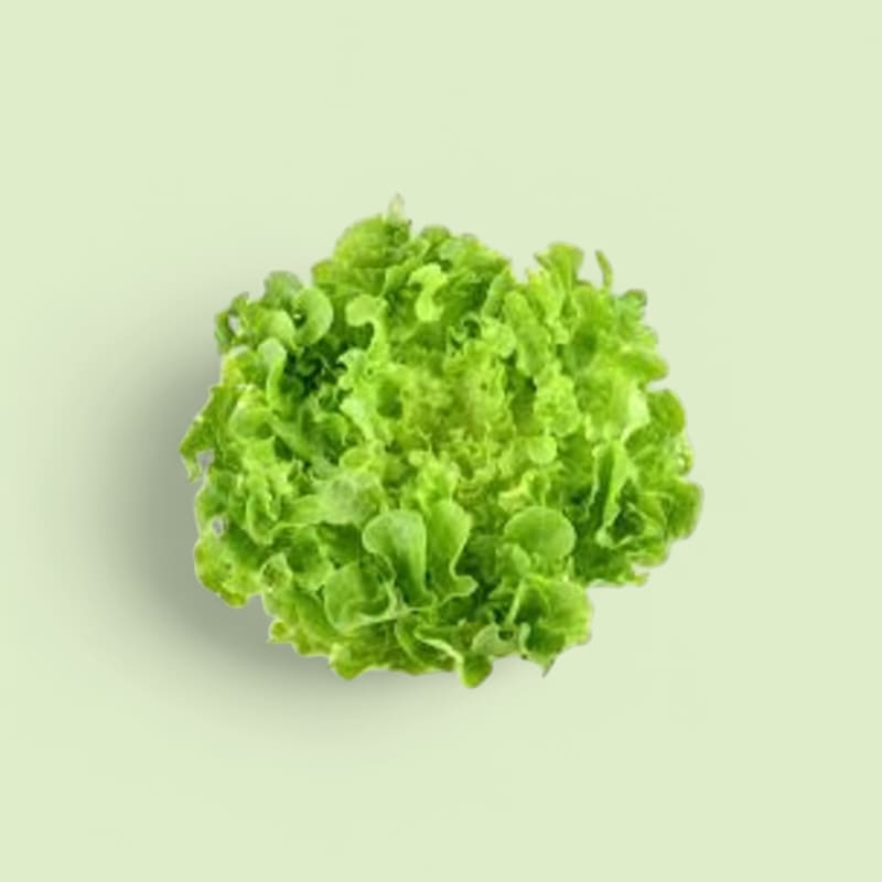 Feuille de chêne blonde