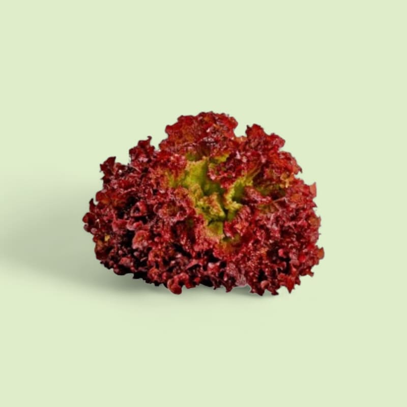 Salade Lollo Rosso