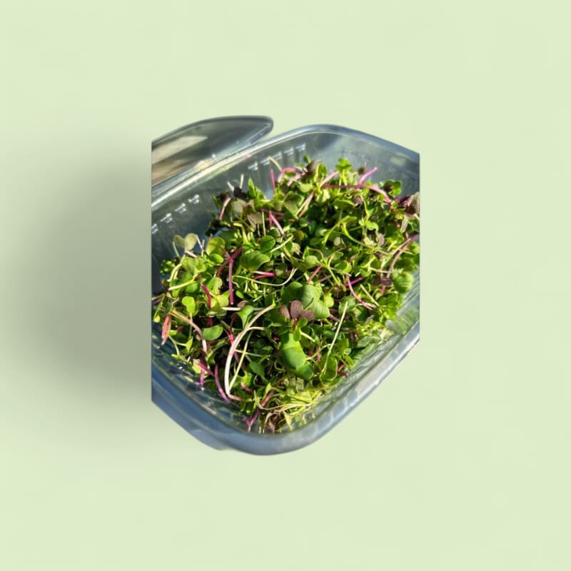 CHAMPERCHE Spicy Mix Micropousses - 100% Local