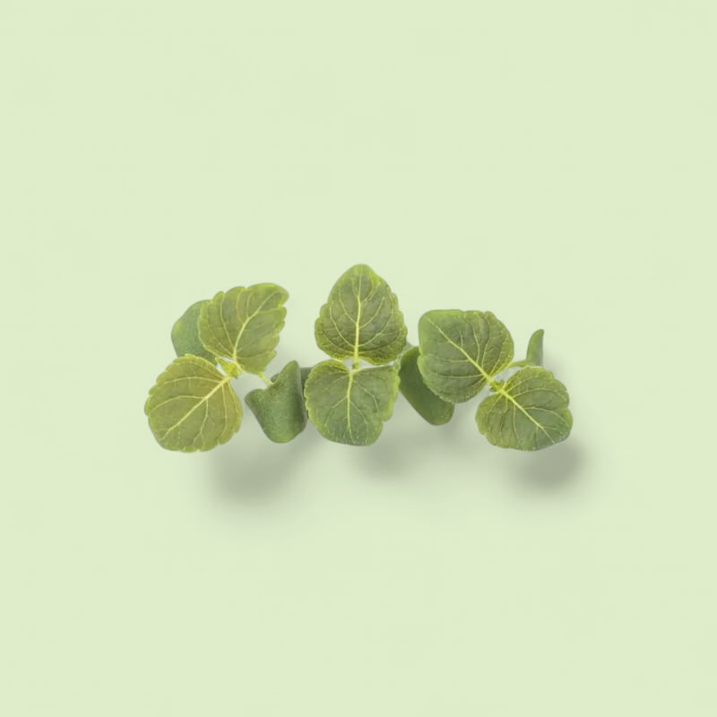 Shiso Vert Petites Feuilles Barquette