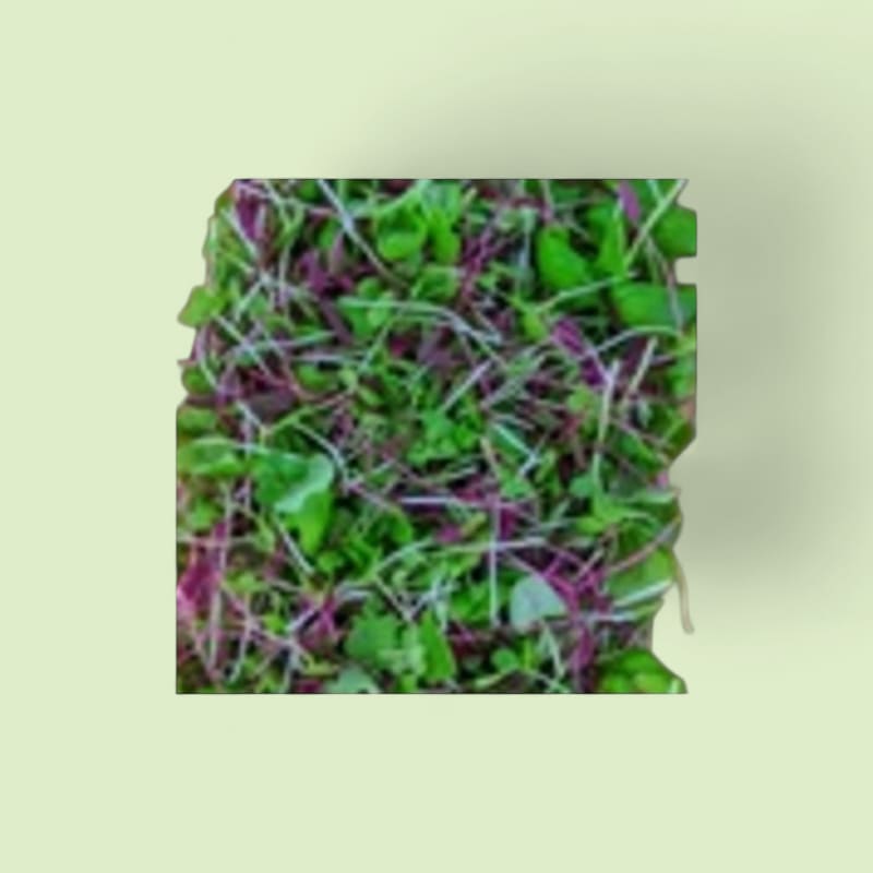 CHAMPERCHE - Summer Mix micropousses - 100% local
