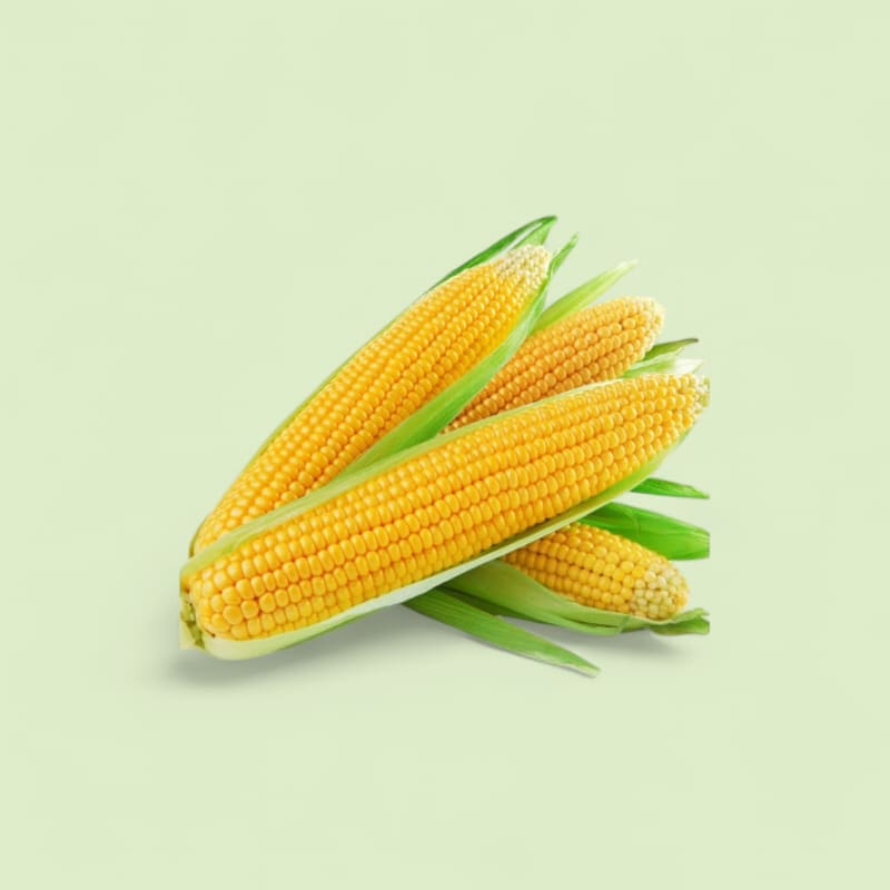Ear of corn