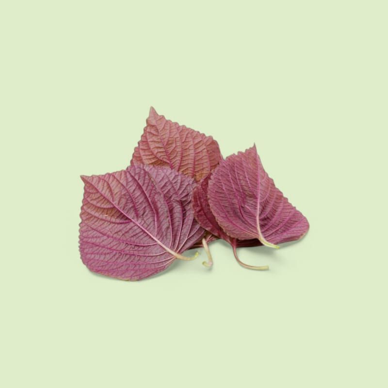 Shiso Rouge Grandes Feuilles Barquette