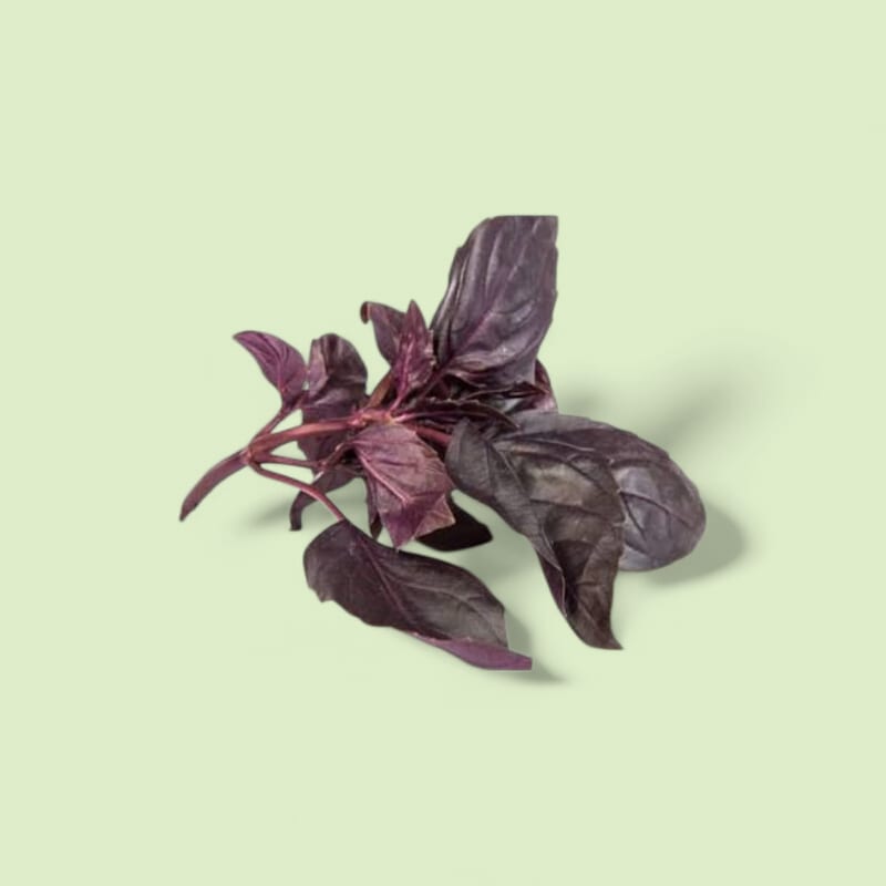 Basilic Rouge Botte