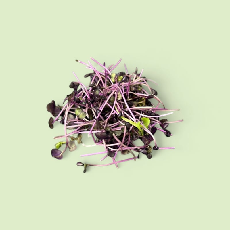 CHAMPERCHE Radis Pourpre Micropousses (80g)