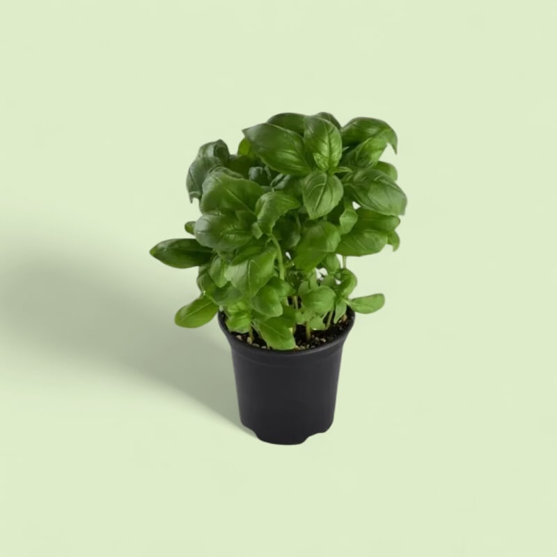 Basilic pot