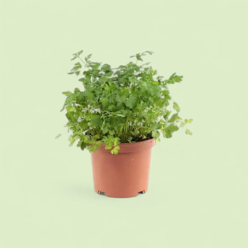 Persil pot