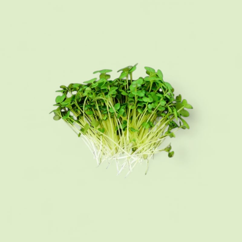 CHAMPERCHE - Moutarde micropousses - Barquette 50g