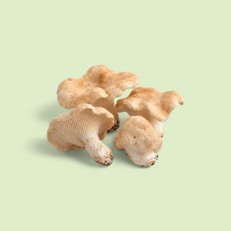 Pied de mouton bq 200g