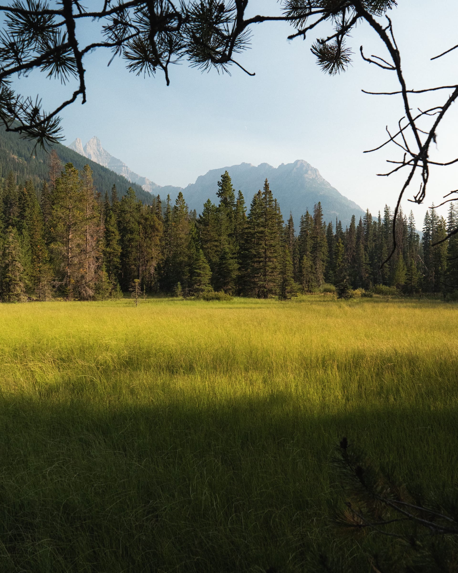 A sunlit meadow below Glacier National Park peaks in the North Fork of the Flathead, Montana