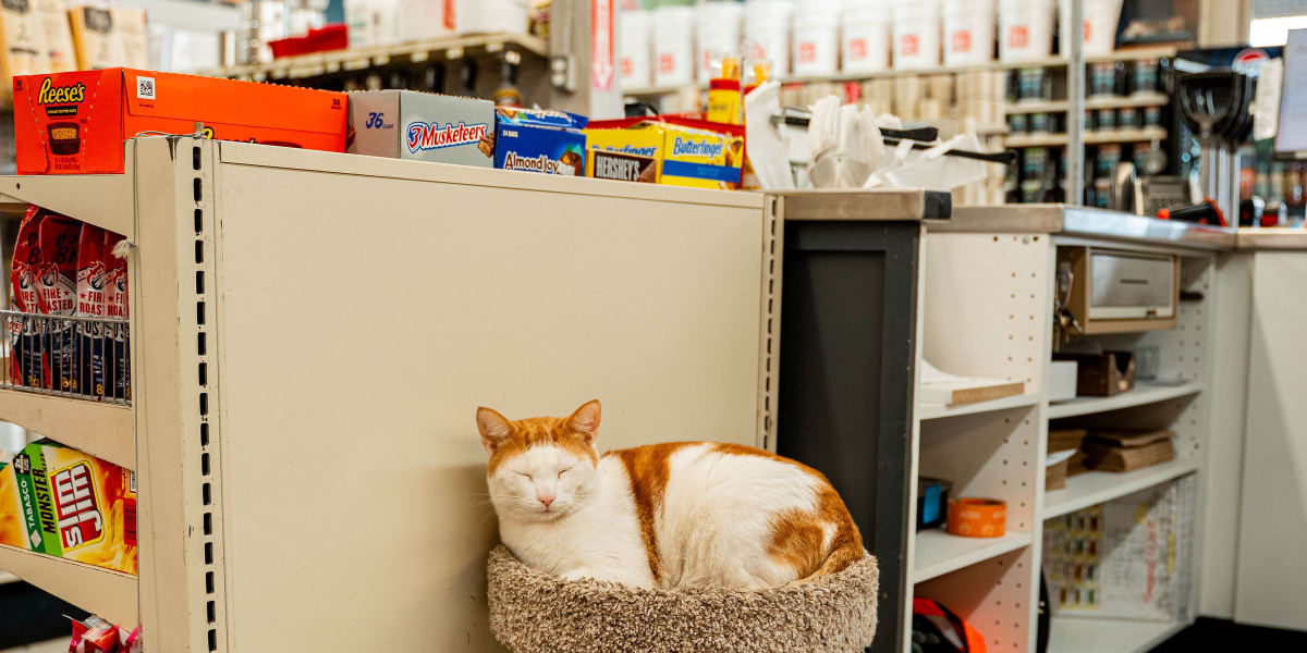 A ginger and white cat resting on a cat tree inside what appears to be a retail store aisle