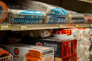 Integrity Select Latex Flat House Paint White 1G