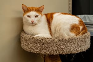 Krylon COLORmaxx Gloss White Spray Paint