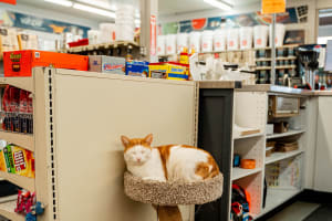 Chapin 2 Gallon Deck Stain Sprayer: Three Nozzles, One Shield, Mixed Reviews