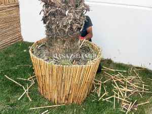 Saz Bambu