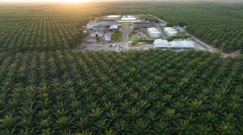 Drone aerial view of agroindustrial complex in Santo Domingo: palm plantations in foreground, industrial facilities with white tanks under golden light.