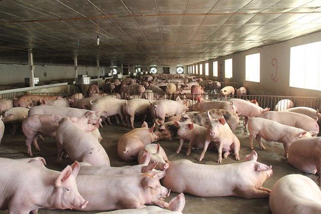 Đồng bằng sông Hồng là vùng dẫn đầu cả nước về tiêu chí nào
